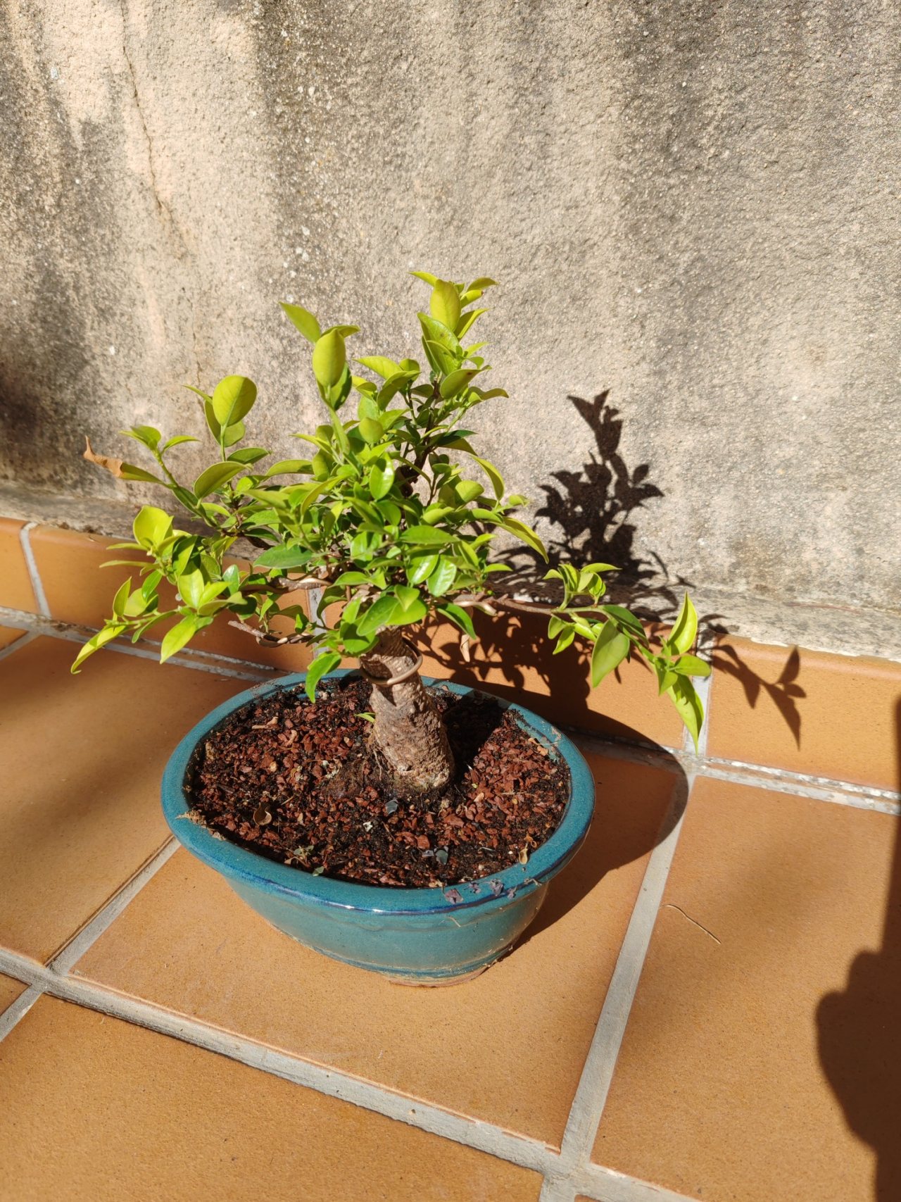 Photo 6