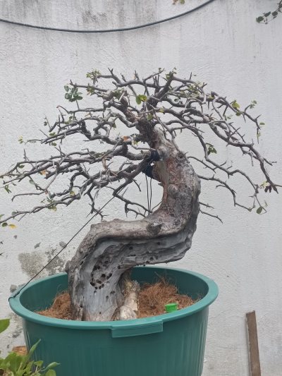 UMBURANA 02