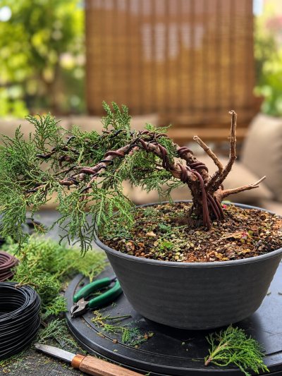 Juniperus Sabina