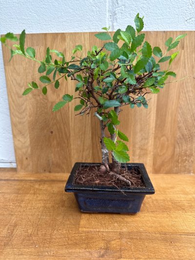 Zelkova