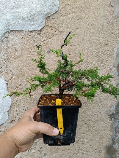 Juniperus chinensis Itoigawa 123
