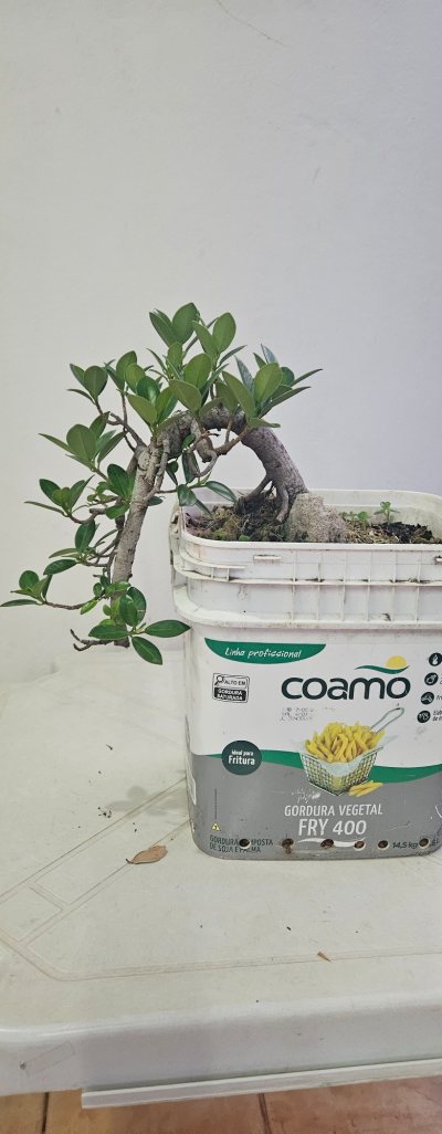 Ficus no concreto celular