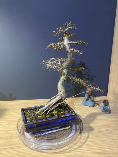 Zelkova