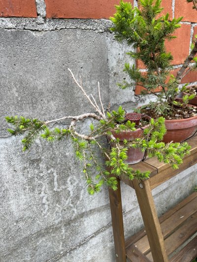 Picea 1