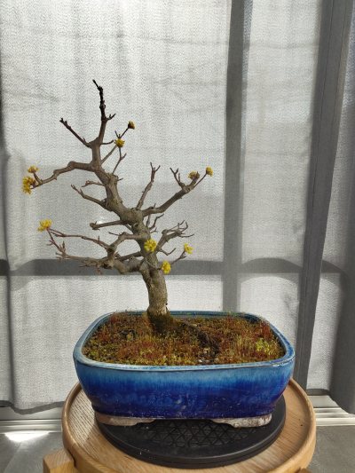 Angie's Hartriegel