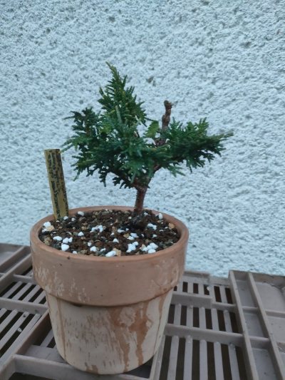 Cyprès du Japon "Teddy Bear"