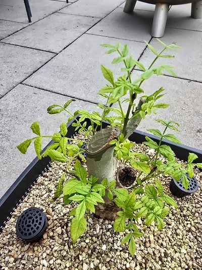 Esche Yamadori