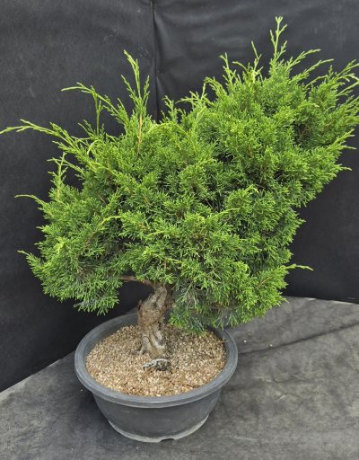 Juniperus itoigawa