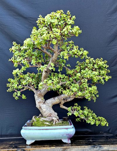 Jade
