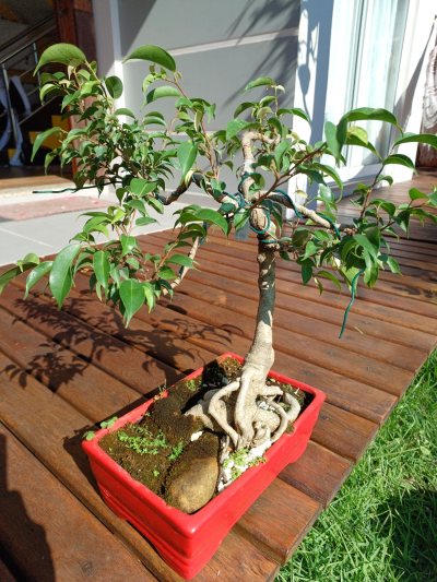 Ficus