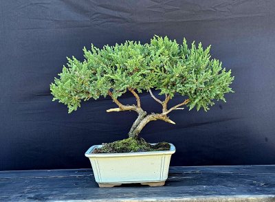 Juniper