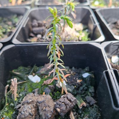 Japanese Cedar 2