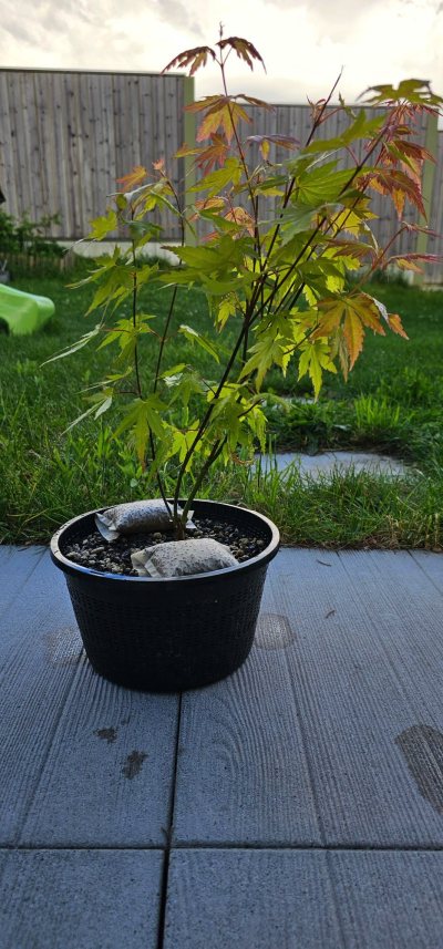 Acer japonicum dble troncs