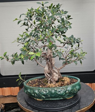 Ficus rétusa bureau Patricia