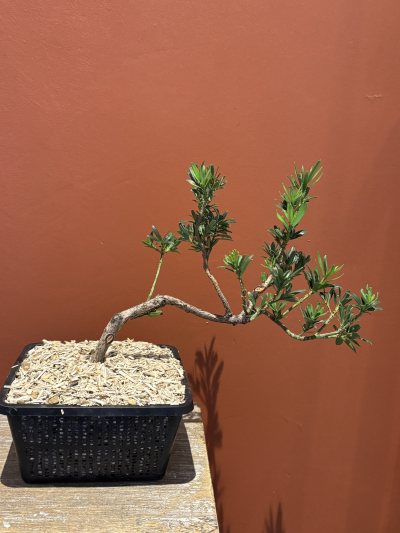 Podocarpus