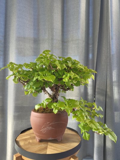 Angie's Hortensie