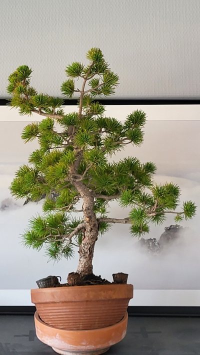 White pinus