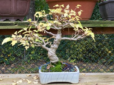 Shohin Premna Japonica