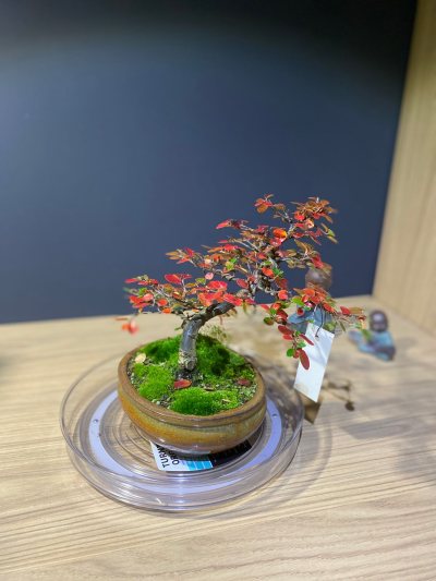 Cotoneaster