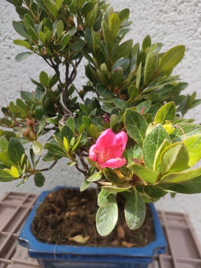 Azalée satsuki rose