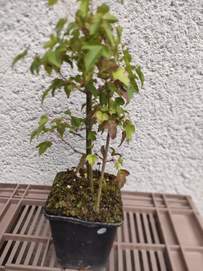 Érable de Buerger
