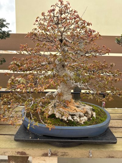 Acer Buergerianum Top *****