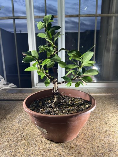Ficus Tiger