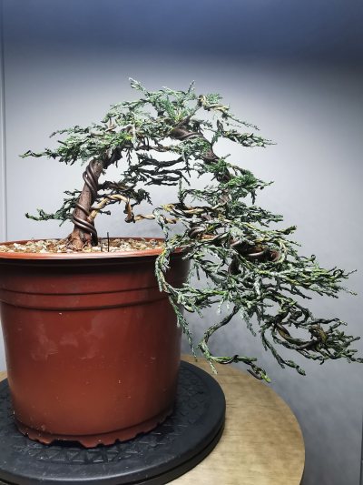 Juniperus Blue Arrow