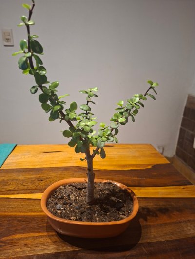 Portulacaria #1