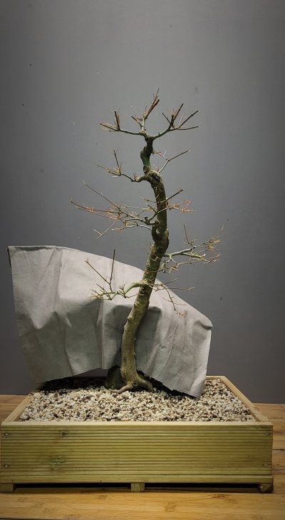 Erable palmatum #1