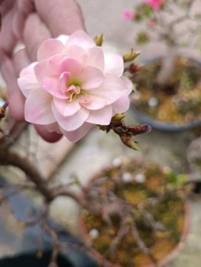 Kinunomai