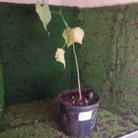 Omplantning - 17.01.2026 - Photo 1/1