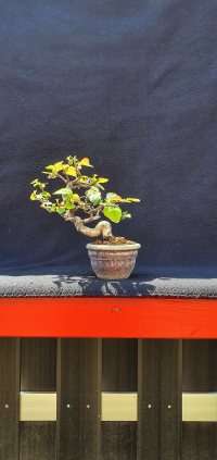 অন্যান্য - ৩/৬/২১ - Photo 1/1