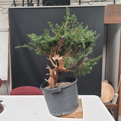 Ginepro sar