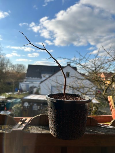 ??? Helios Klinik
