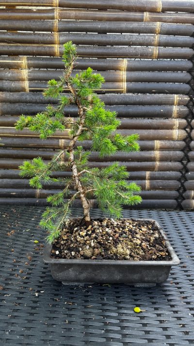 Picea glauca 01