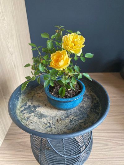 Rosier