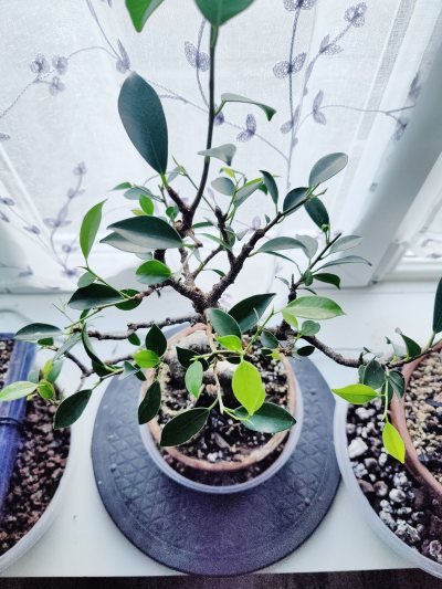 Ficus retusa