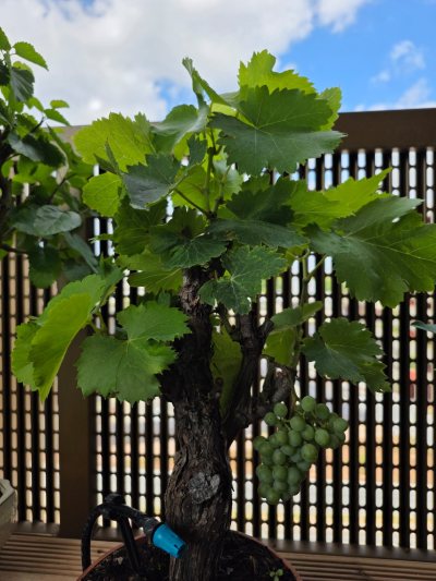 Vigne muscat