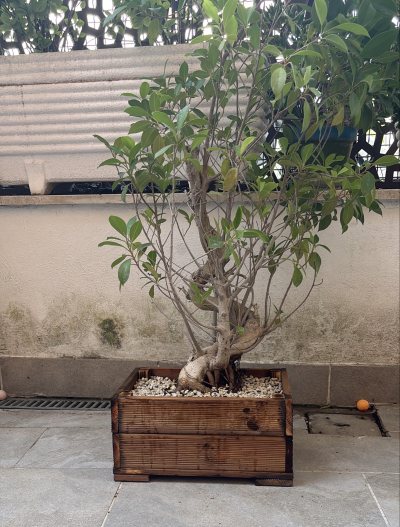 Ficus