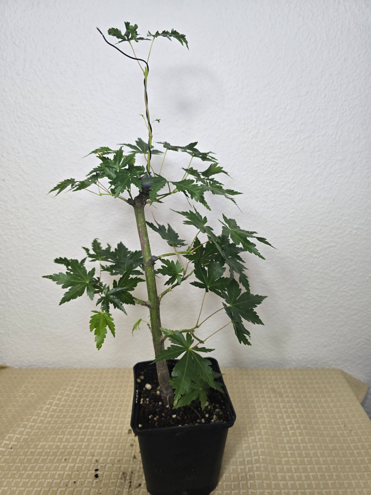Photo 24