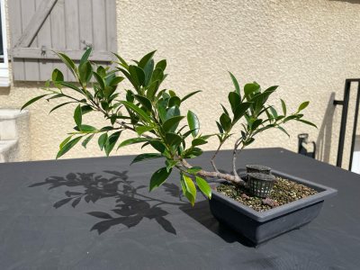 Bouture Ficus 1