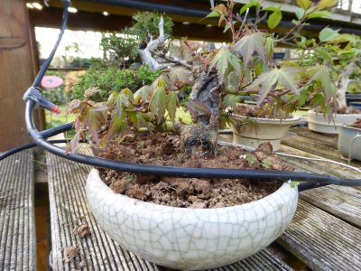 Shohin Érable palmatum