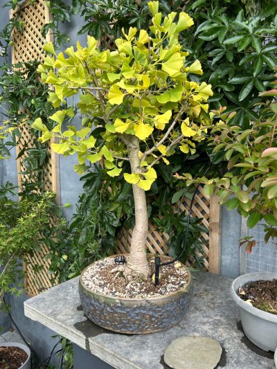 Gingko