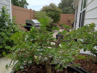 Premna