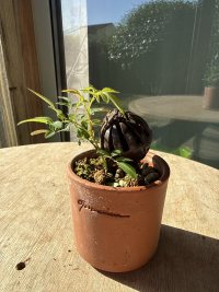 Penggantian Pot - 07/02/26 - Photo 1/1