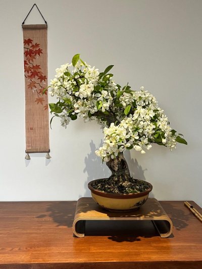 Malus perpetu Evereste