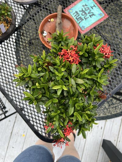 Ixora : red