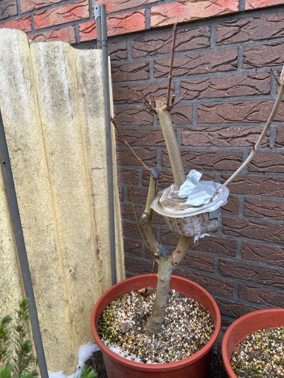 Spitzahorn