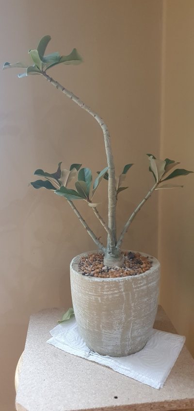 Desert Rose 5